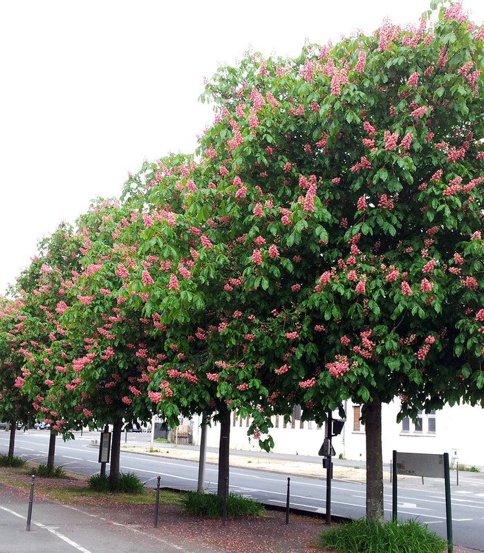 AESCULUS CARNEA CLT 35 TIGE 6-8