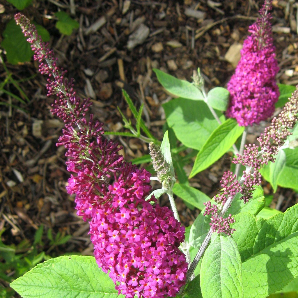 BUDDLEIA HYBRIDE MISS RUBY CLT 10 60/80