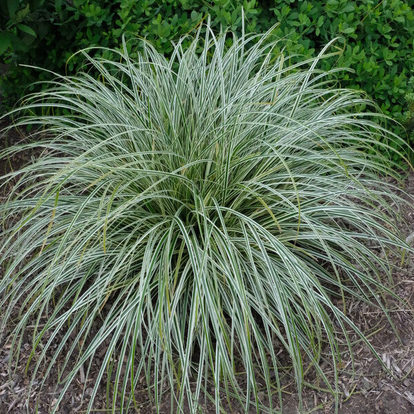 CAREX FEATHLER FALLS CLT 1