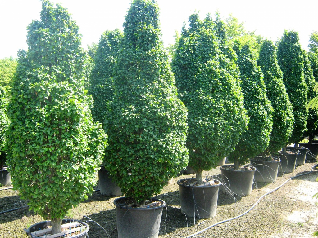 CARPINUS BETULUS MONUMENTALIS TIGE 8-10