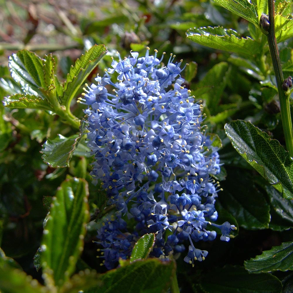 CEANOTHUS ARBOREUS BURKWOODII CLT 3 40/60