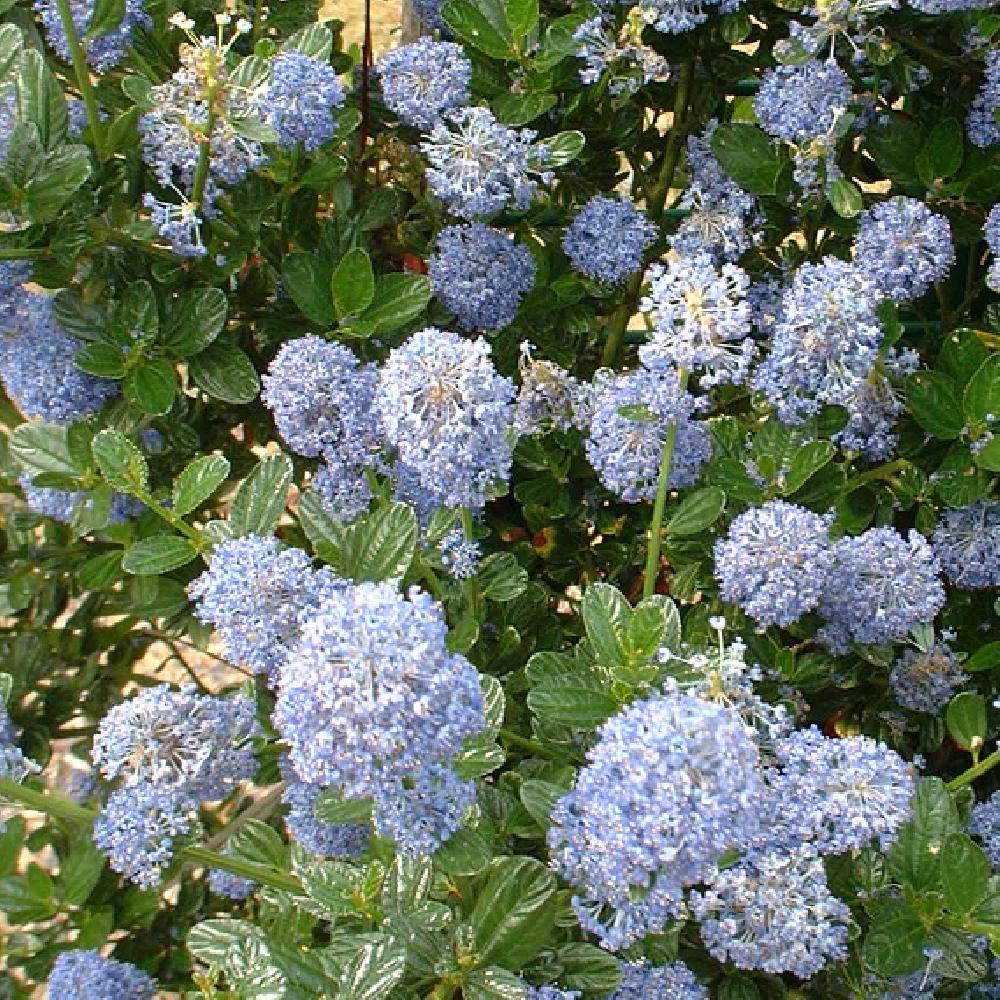 [2649] CEANOTHUS ARBOREUS SKYLARK CLT 3 30/40