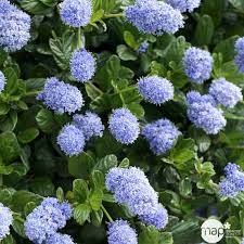 [2671] CEANOTHUS THYRSIFLORUS CLT 20 100/125