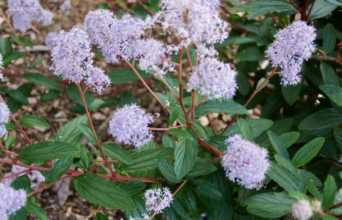 CEANOTHUS TOPAZE CLT 3 40/60