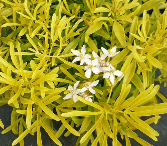 CHOISYA TERNATA AZTEC GOLD CLT 5 40/60