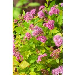 SPIRAEA JAPONICA GOLDEN PRINCESS CLT 3 20/30