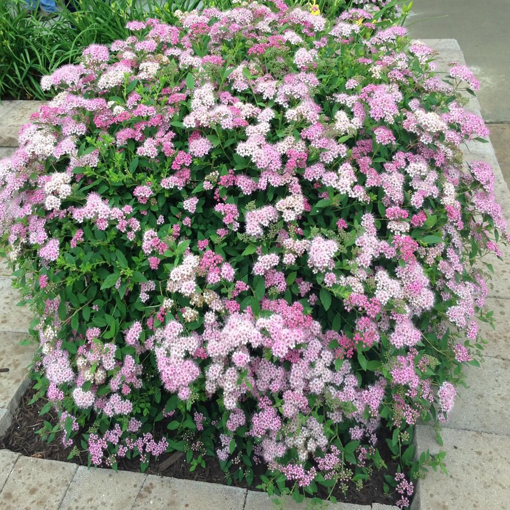 SPIRAEA JAPONICA LITTLE PRINCESS CLT 10 40/60