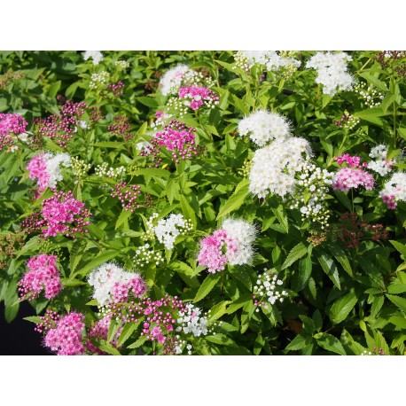 SPIRAEA JAPONICA SHIROBANA CLT 3 30/40