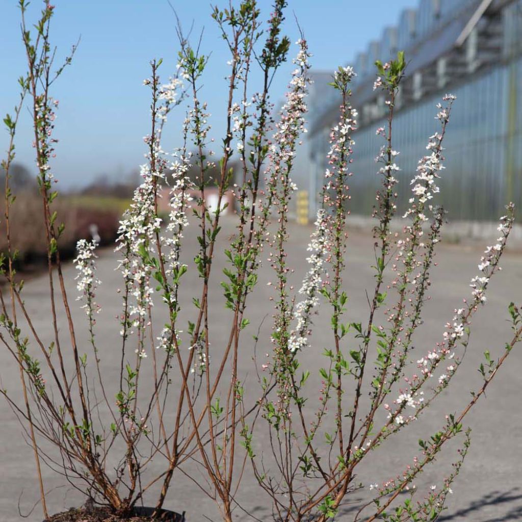 SPIRAEA THUNBERGII FUJINO PINK CLT 3 40/60