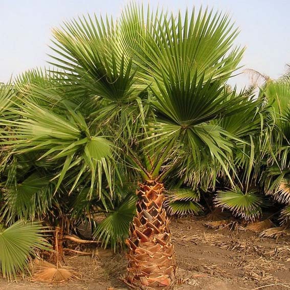 [12507] WASHINGTONIA ROBUSTA COUPE 90 CEPEE