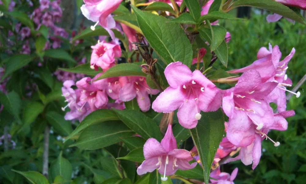 WEIGELIA HYBRIDE PINK PRINCESS CLT 10 80/100