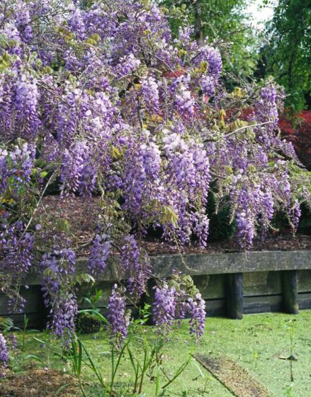 [12572] WISTERIA SINENSIS CLT 12 175/200