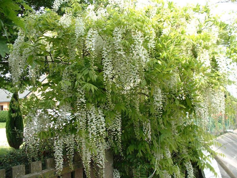 [12569] WISTERIA SINENSIS ALBA CLT 3 100/125
