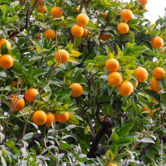 CITRUS SINENSIS (ORANGER) CLT 30 DEMI TIGE 10-12