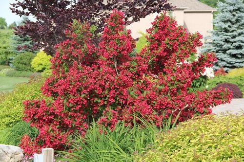 [12547] WEIGELIA RED PRINCE CLT 3 40/60