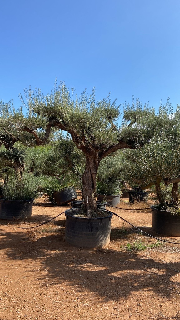 [8304] OLEA EUROPAEA (OLIVIER) CLT 500 PLATEAUX