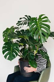 [8001] MONSTERA DELICIOSA CDM 27