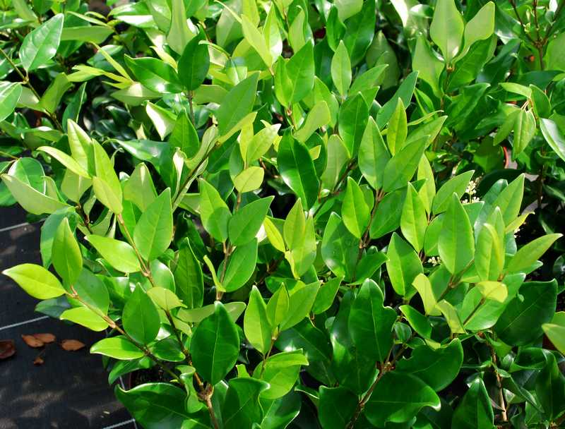 LIGUSTRUM JAPONICUM CLT 18 150/175
