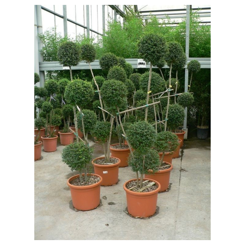 [7133] LIGUSTRUM JONANDRUM CLT 35-55 POMPONS 4 BOULES 140/160
